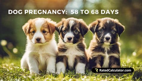 dog due date calculator|Dog Pregnancy Calculator – Calculate Your Dog’s。